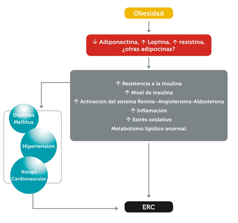 EL EJERCICIO FÍSICO Y UNA DIETA BAJA EN CALORÍAS REDUCE EN UN 30% EL RIESGO DE INCIDENCIA DE ENFERMEDAD RENAL CRÓNICA (ERC) EN PERSONAS CON DIABETES Y OBESIDAD