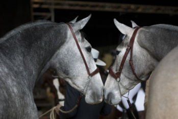 Nota de prensa. SICAB 2017 COMIENZA SU CUENTA ATRÁS CON LA VENTA ANTICIPADA DE ENTRADAS Y PREVÉ INCREMENTAR LA PRESENCIA DE GANADERÍAS DE CABALLOS DE PURA RAZA DE ÁVILA Nota de prensa. SICAB 2017 COMIENZA SU CUENTA ATRÁS CON LA VENTA ANTICIPADA DE ENTRADAS Y PREVÉ INCREMENTAR LA PRESENCIA DE GANADERÍAS DE CABALLOS DE PURA RAZA DE ÁVILA