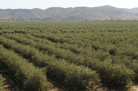 EL ACEITE CHILENO DE BOGARIS CAUTIVA A LOS MAESTROS OLIVAREROS ITALIANOS EL ACEITE CHILENO DE BOGARIS CAUTIVA A LOS MAESTROS OLIVAREROS ITALIANOS