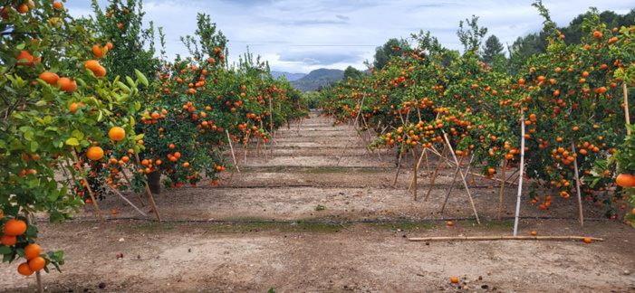 NOTA DE PRENSA: ENSAYO/ LA APLICACIÓN DE UN PLAN DE FERTIRRIGACIÓN Y TRATAMIENTO FOLIAR AUMENTA UN 77% LA PRODUCCIÓN DE MANDARINA NOTA DE PRENSA: ENSAYO/ LA APLICACIÓN DE UN PLAN DE FERTIRRIGACIÓN Y TRATAMIENTO FOLIAR AUMENTA UN 77% LA PRODUCCIÓN DE MANDARINA