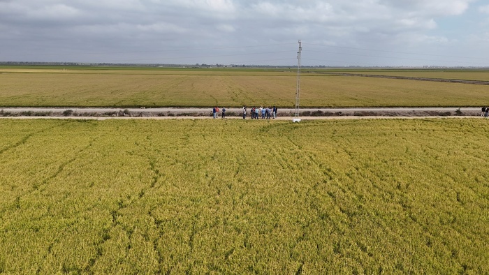 NOTA DE PRENSA: LOS PRIMEROS RESULTADOS DEL ‘PROYECTO NUTRIRICE’ REVELAN QUE EL USO DE FERTILIZANTES EN LOS ARROZALES DE DOÑANA PODRÍA REDUCIRSE HASTA EN UN 30% SIN AFECTAR A LA PRODUCTIVIDAD