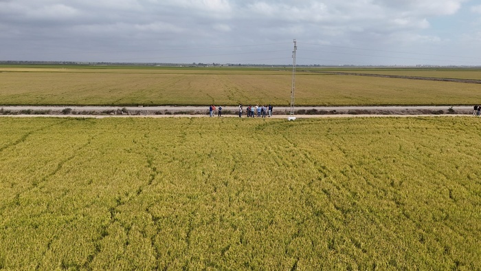 NOTA DE PRENSA: LOS PRIMEROS RESULTADOS DEL ‘PROYECTO NUTRIRICE’ REVELAN QUE EL USO DE FERTILIZANTES EN LOS ARROZALES DE DOÑANA PODRÍA REDUCIRSE HASTA EN UN 30% SIN AFECTAR A LA PRODUCTIVIDAD NOTA DE PRENSA: LOS PRIMEROS RESULTADOS DEL ‘PROYECTO NUTRIRICE’ REVELAN QUE EL USO DE FERTILIZANTES EN LOS ARROZALES DE DOÑANA PODRÍA REDUCIRSE HASTA EN UN 30% SIN AFECTAR A LA PRODUCTIVIDAD