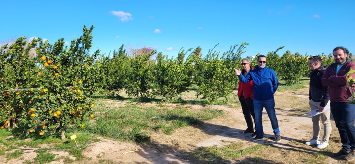 ENSAYO: LA APLICACIÓN DE UN PLAN DE TRATAMIENTOS FOLIARES AUMENTA UN 40% EL RENDIMIENTO EN LA PRODUCCIÓN DE MANDARINA ENSAYO: LA APLICACIÓN DE UN PLAN DE TRATAMIENTOS FOLIARES AUMENTA UN 40% EL RENDIMIENTO EN LA PRODUCCIÓN DE MANDARINA