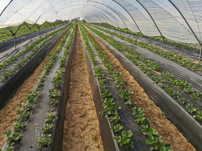 NOTA DE PRENSA/FRESA: UN SISTEMA COMBINADO DE NUTRICIÓN FOLIAR LOGRA INCREMENTAR HASTA UN 21,6 % EL RENDIMIENTO DE LA FRESA, CON UN 18,6 % MÁS DE FRUTOS POR PLANTA Y UNA NOTABLE MEJORA DE LA VIDA POSTCOSECHA NOTA DE PRENSA/FRESA: UN SISTEMA COMBINADO DE NUTRICIÓN FOLIAR LOGRA INCREMENTAR HASTA UN 21,6 % EL RENDIMIENTO DE LA FRESA, CON UN 18,6 % MÁS DE FRUTOS POR PLANTA Y UNA NOTABLE MEJORA DE LA VIDA POSTCOSECHA