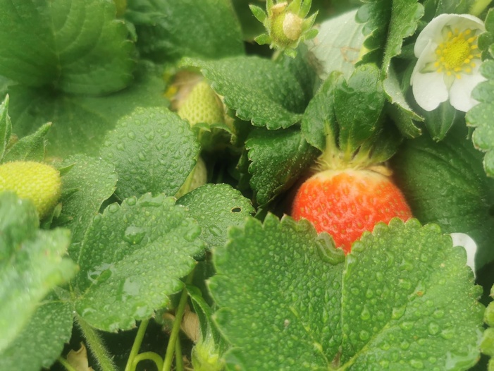 NOTA DE PRENSA/FRESA: UN SISTEMA COMBINADO DE NUTRICIÓN FOLIAR LOGRA INCREMENTAR HASTA UN 21,6 % EL RENDIMIENTO DE LA FRESA, CON UN 18,6 % MÁS DE FRUTOS POR PLANTA Y UNA NOTABLE MEJORA DE LA VIDA POSTCOSECHA NOTA DE PRENSA/FRESA: UN SISTEMA COMBINADO DE NUTRICIÓN FOLIAR LOGRA INCREMENTAR HASTA UN 21,6 % EL RENDIMIENTO DE LA FRESA, CON UN 18,6 % MÁS DE FRUTOS POR PLANTA Y UNA NOTABLE MEJORA DE LA VIDA POSTCOSECHA