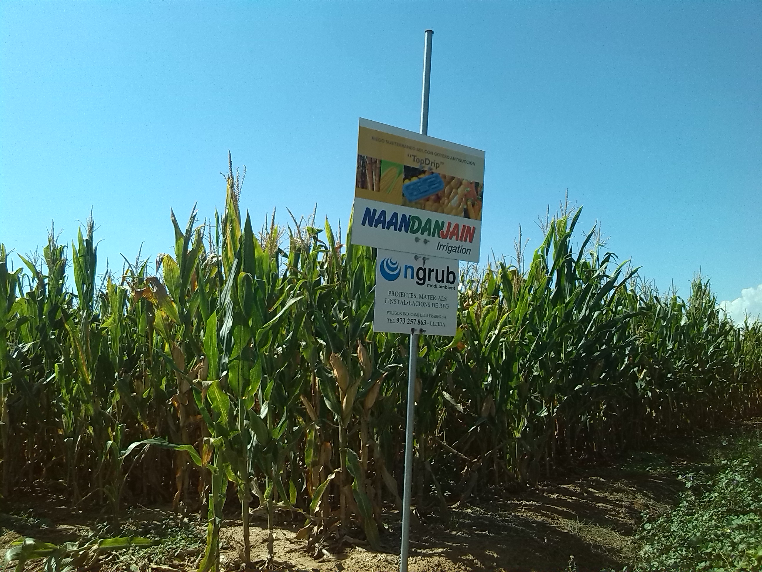 Nota de prensa: NAANDANJAIN, CON SEDE EN ALMERÍA, LOGRA UN AHORRO DE AGUA DEL 40% AL FINALIZAR CON ÉXITO EN EL CANAL SEGARRA-GARRIGUES (LLEIDA) LA IMPLANTACIÓN DE LA MAYOR FINCA EUROPEA CON EL SISTEMA DE RIEGO SUBSUPERFICIAL PARA CULTIVOS EXTENSIVOS