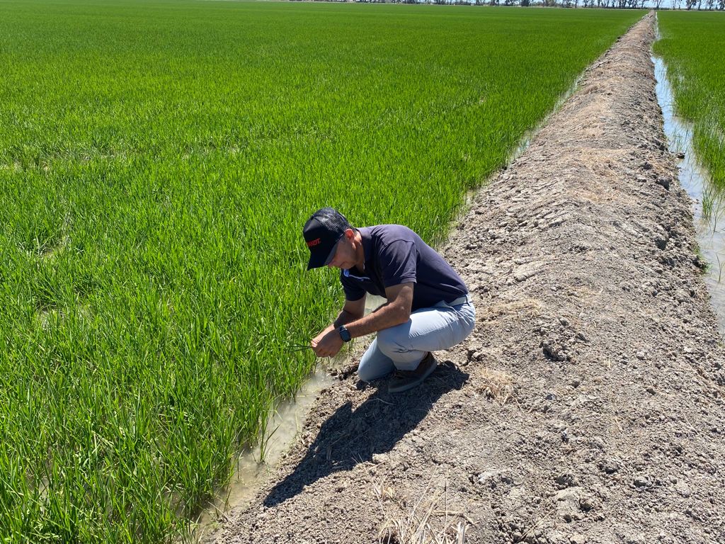 NOTA DE PRENSA: BRANDT EUROPE DESARROLLA UNA TECNOLOGÍA QUE DISMINUYE EL IMPACTO NEGATIVO DE LA SALINIDAD SOBRE EL CULTIVO DEL ARROZ NOTA DE PRENSA: BRANDT EUROPE DESARROLLA UNA TECNOLOGÍA QUE DISMINUYE EL IMPACTO NEGATIVO DE LA SALINIDAD SOBRE EL CULTIVO DEL ARROZ