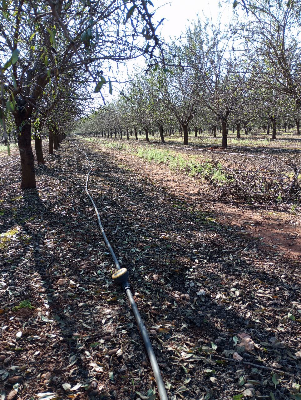 EL PROYECTO DE I+D INSIGNIA DESARROLLARÁ UNA SOLUCIÓN INTELIGENTE EN LA NUBE PARA MEJORAR LA EFICIENCIA DEL REGADÍO EN CONSUMO DE AGUA, ENERGÍA Y FERTILIZANTES