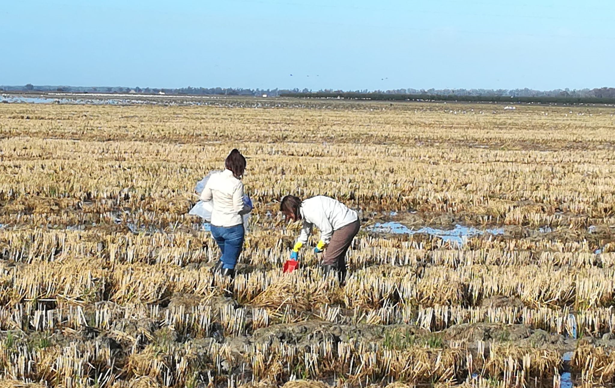 NOTA DE PRENSA: LOS PRIMEROS RESULTADOS DEL ‘PROYECTO NUTRIRICE’ REVELAN QUE EL USO DE FERTILIZANTES EN LOS ARROZALES DE DOÑANA PODRÍA REDUCIRSE HASTA EN UN 30% SIN AFECTAR A LA PRODUCTIVIDAD