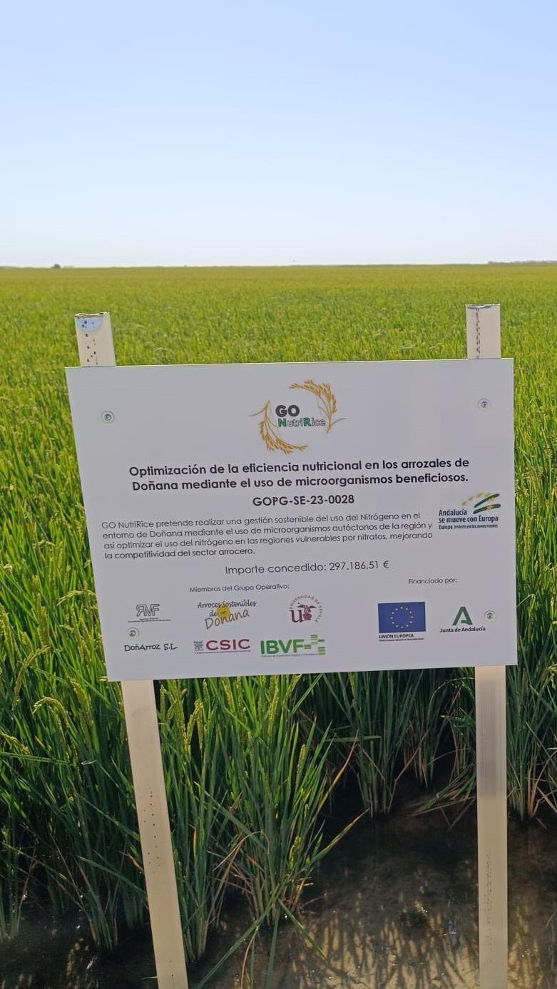 NOTA DE PRENSA: LOS PRIMEROS RESULTADOS DEL ‘PROYECTO NUTRIRICE’ REVELAN QUE EL USO DE FERTILIZANTES EN LOS ARROZALES DE DOÑANA PODRÍA REDUCIRSE HASTA EN UN 30% SIN AFECTAR A LA PRODUCTIVIDAD