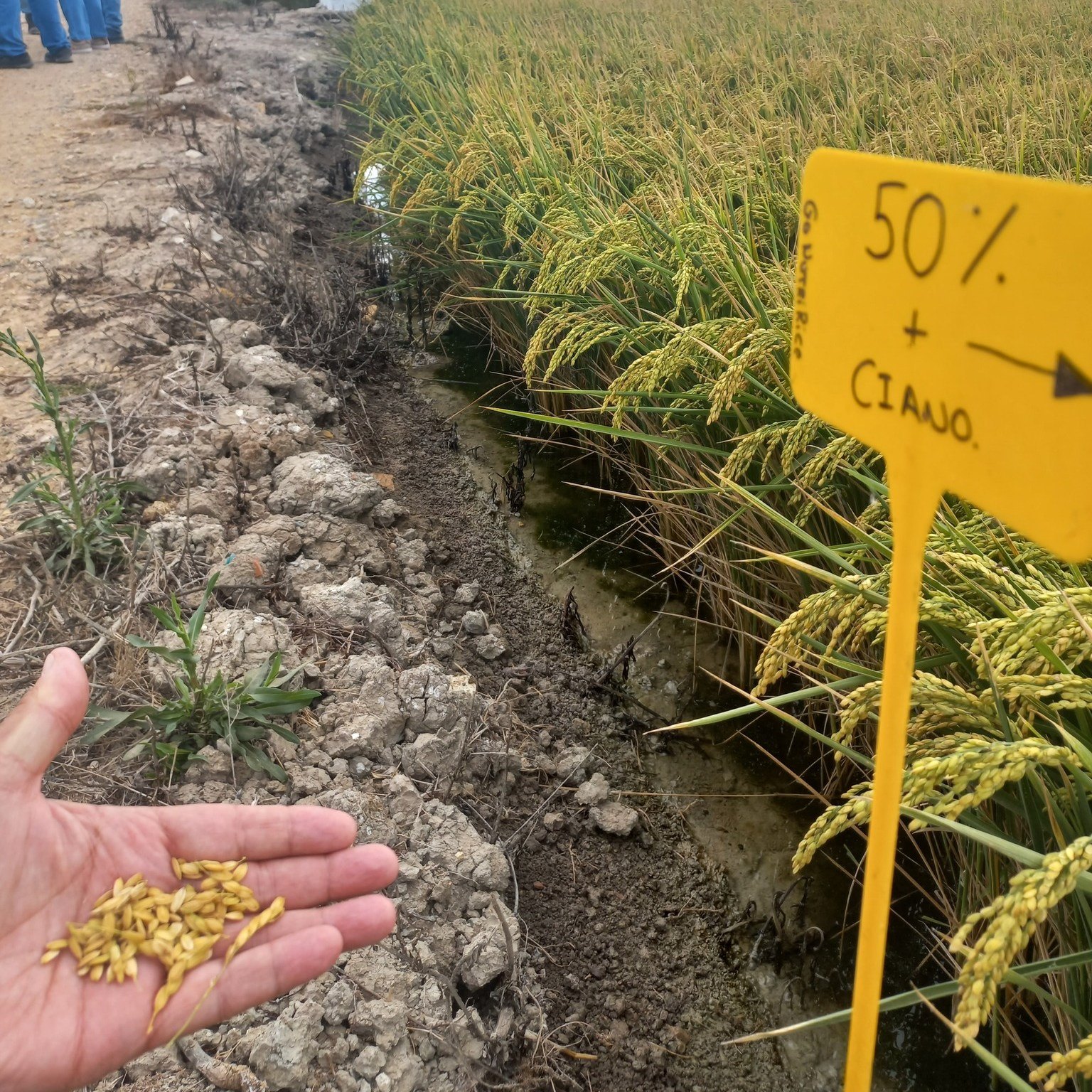 NOTA DE PRENSA: LOS PRIMEROS RESULTADOS DEL ‘PROYECTO NUTRIRICE’ REVELAN QUE EL USO DE FERTILIZANTES EN LOS ARROZALES DE DOÑANA PODRÍA REDUCIRSE HASTA EN UN 30% SIN AFECTAR A LA PRODUCTIVIDAD