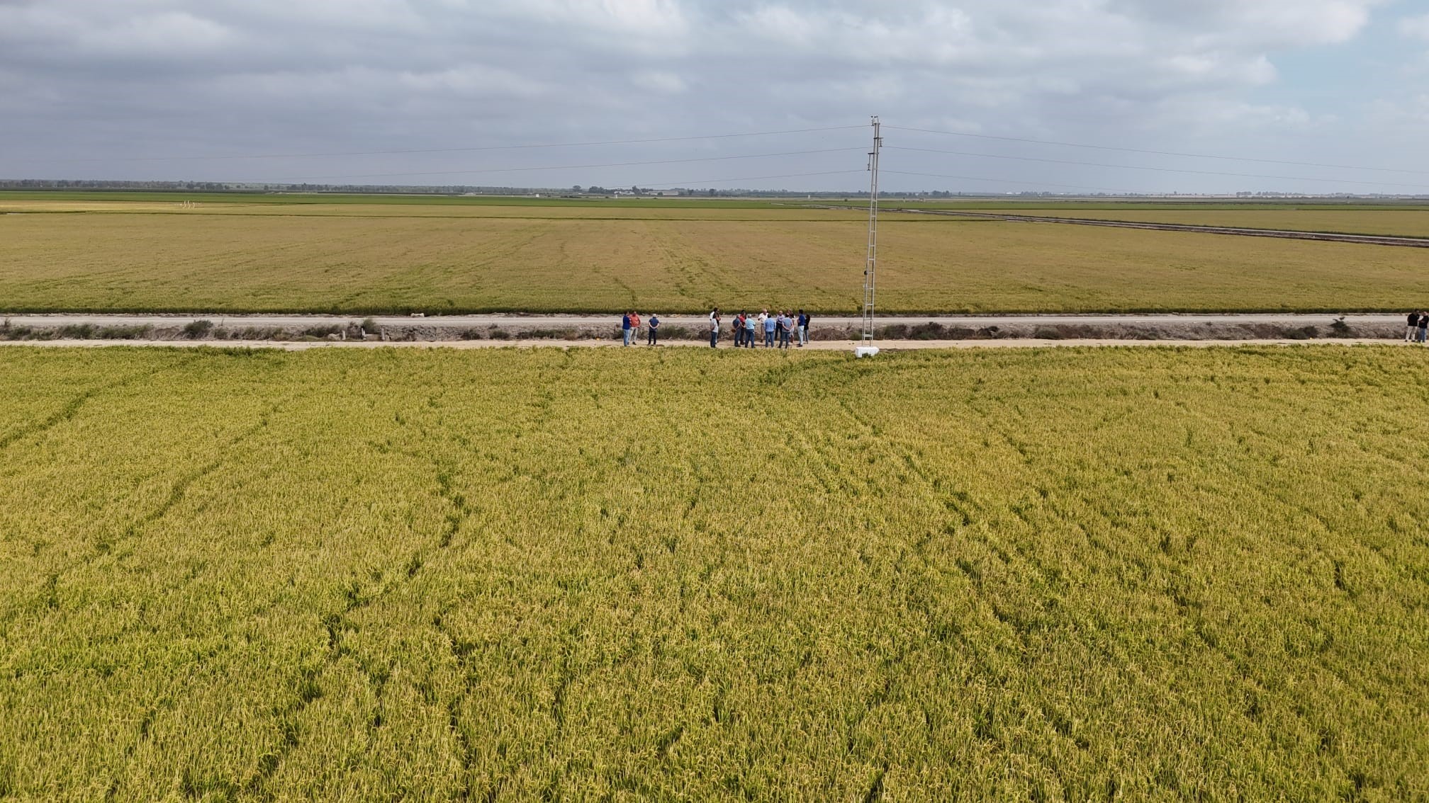 NOTA DE PRENSA: LOS PRIMEROS RESULTADOS DEL ‘PROYECTO NUTRIRICE’ REVELAN QUE EL USO DE FERTILIZANTES EN LOS ARROZALES DE DOÑANA PODRÍA REDUCIRSE HASTA EN UN 30% SIN AFECTAR A LA PRODUCTIVIDAD