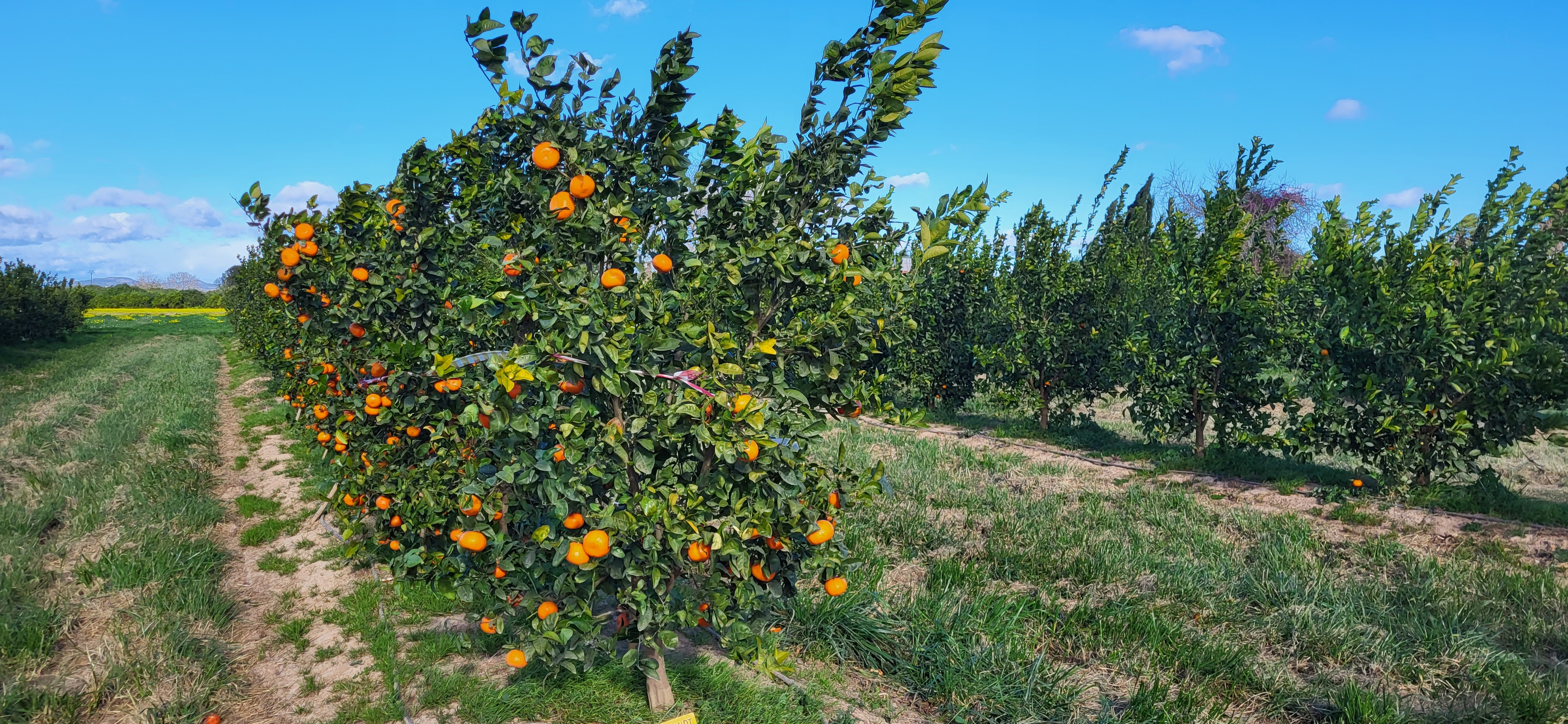 ENSAYO: LA APLICACIÓN DE UN PLAN DE TRATAMIENTOS FOLIARES AUMENTA UN 40% EL RENDIMIENTO EN LA PRODUCCIÓN DE MANDARINA 