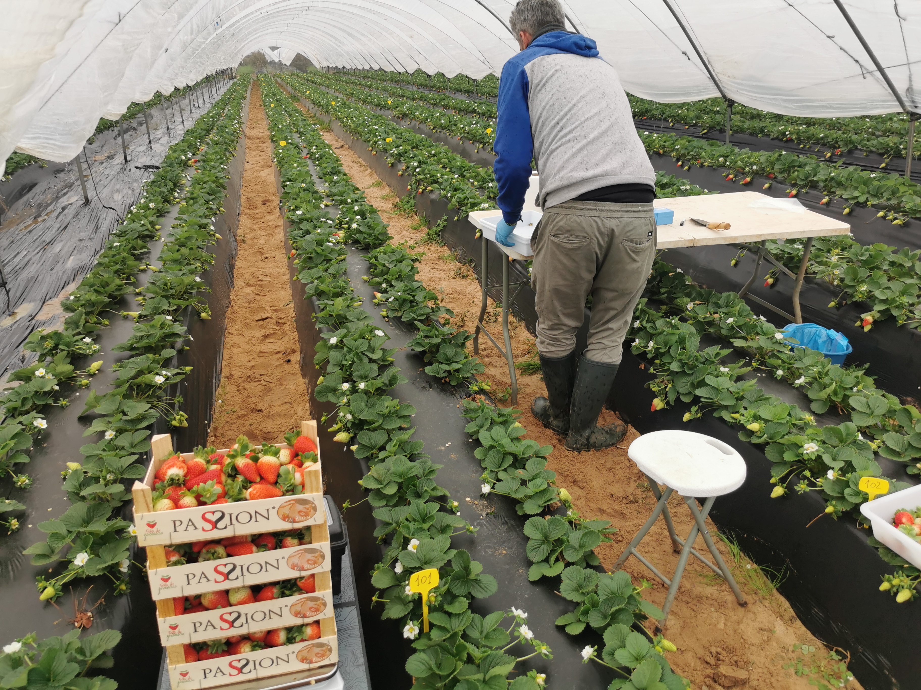 NOTA DE PRENSA/FRESA: UN SISTEMA COMBINADO DE NUTRICIÓN FOLIAR LOGRA INCREMENTAR HASTA UN 21,6 % EL RENDIMIENTO DE LA FRESA, CON UN 18,6 % MÁS DE FRUTOS POR PLANTA Y UNA NOTABLE MEJORA DE LA VIDA POSTCOSECHA