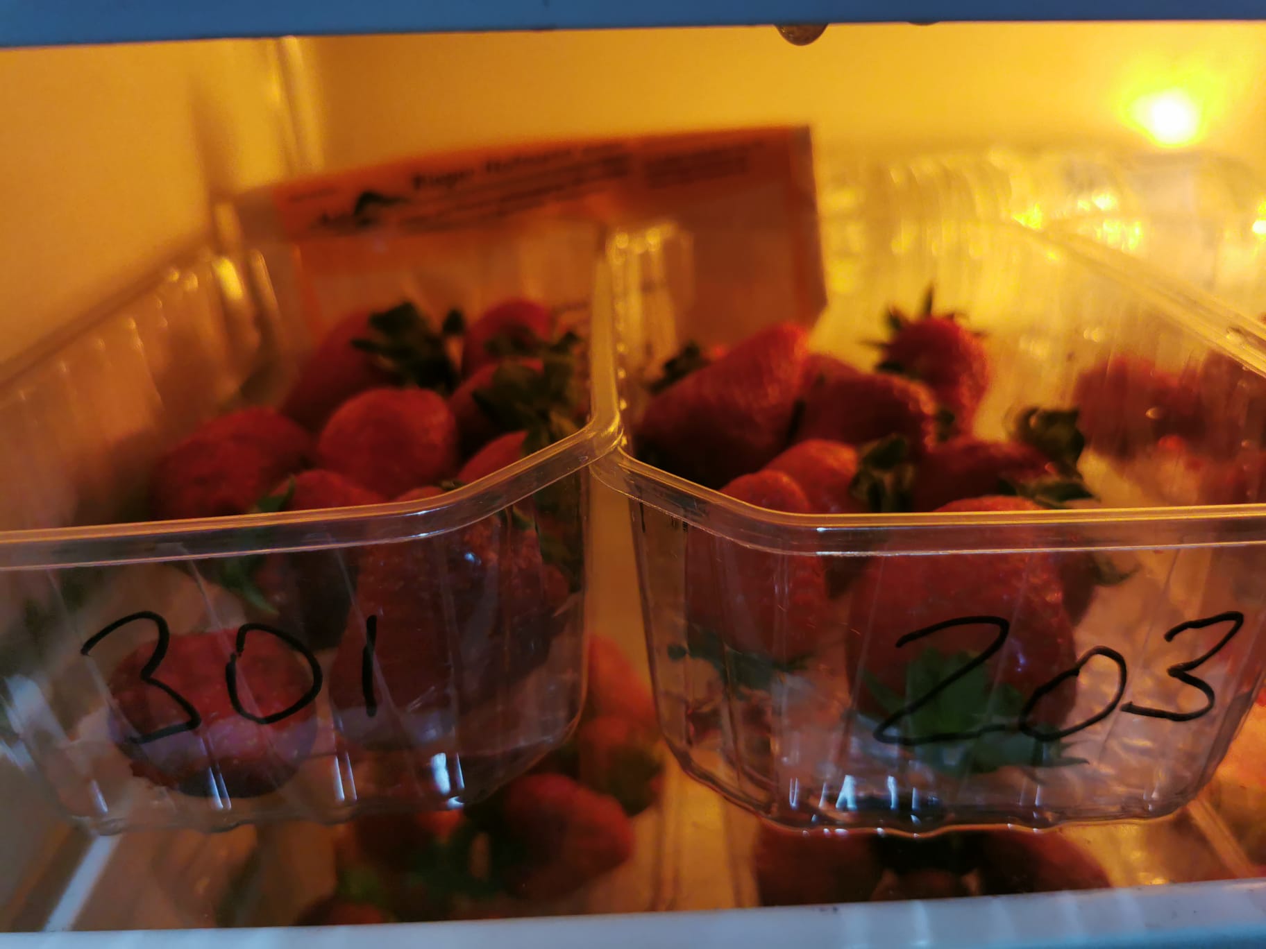 NOTA DE PRENSA/FRESA: UN SISTEMA COMBINADO DE NUTRICIÓN FOLIAR LOGRA INCREMENTAR HASTA UN 21,6 % EL RENDIMIENTO DE LA FRESA, CON UN 18,6 % MÁS DE FRUTOS POR PLANTA Y UNA NOTABLE MEJORA DE LA VIDA POSTCOSECHA