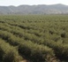 EL ACEITE CHILENO DE BOGARIS CAUTIVA A LOS MAESTROS OLIVAREROS ITALIANOS EL ACEITE CHILENO DE BOGARIS CAUTIVA A LOS MAESTROS OLIVAREROS ITALIANOS