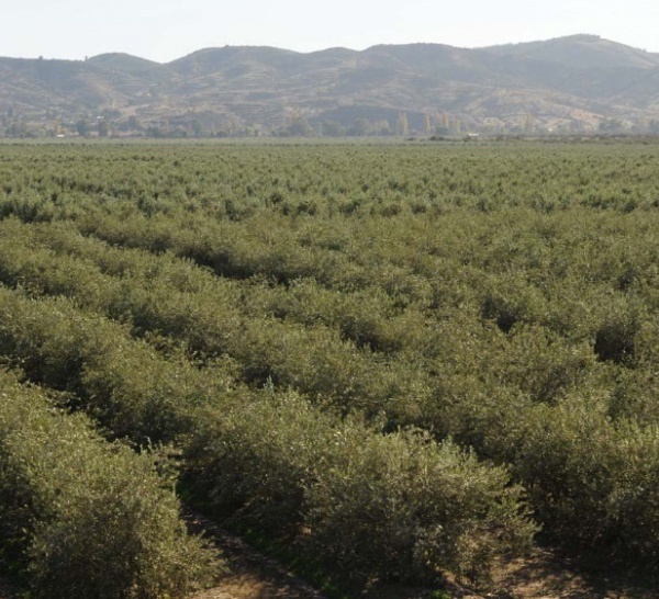EL ACEITE CHILENO DE BOGARIS CAUTIVA A LOS MAESTROS OLIVAREROS ITALIANOS