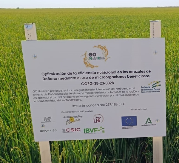 NOTA DE PRENSA: LOS PRIMEROS RESULTADOS DEL ‘PROYECTO NUTRIRICE’ REVELAN QUE EL USO DE FERTILIZANTES EN LOS ARROZALES DE DOÑANA PODRÍA REDUCIRSE HASTA EN UN 30% SIN AFECTAR A LA PRODUCTIVIDAD